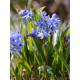 Пролісок Bifolia 4/5