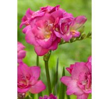 Фрезія махрова Pink 5/6