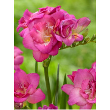 Фрезія махрова Pink 5/6