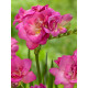 Фрезія махрова Pink 5/6