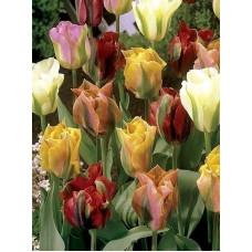 Тюльпан Viridiflora Mix зеленоквітковий