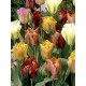Тюльпан Viridiflora Mix зеленоквітковий