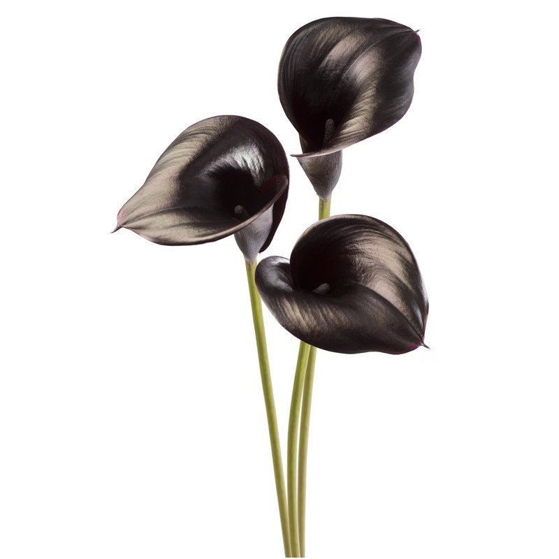 Калла Black Diamond 12/14