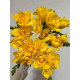 Фрезія Yellow повна 5+