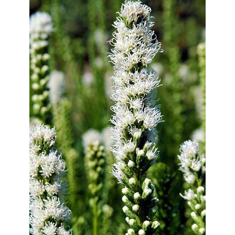 Ліатріс Floristan Alba 10/12