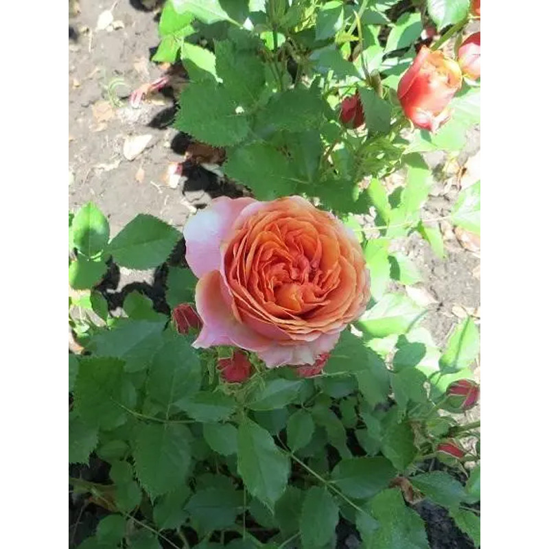 Роза бордюрная Тереса (Teresa)
