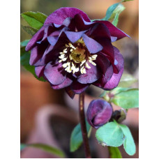 Хелеборус Double Hybrids Red Promise