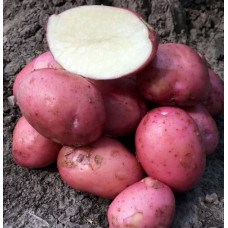 Картопля Христина 1 кг (1 репродукція), фракція 40-60