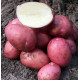 Картопля Христина 1 кг (1 репродукція), фракція 40-60