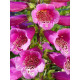 Дігіталіс Purpurea Virtuoso Rose