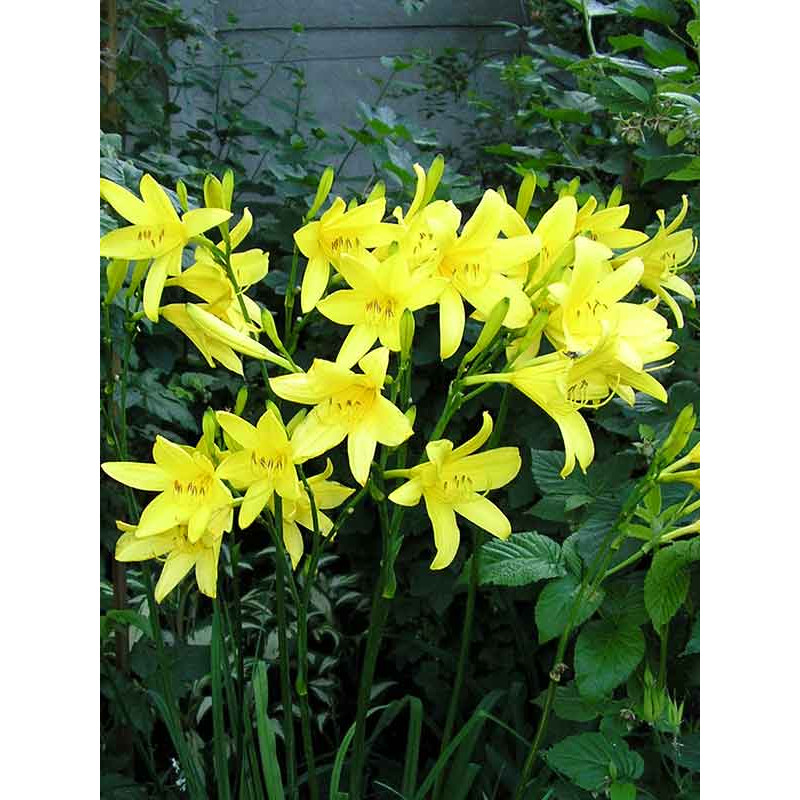 Лілейник Citrina