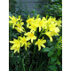 Лілейник Citrina
