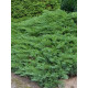 Можжевельник казацкий Тамарисцифолия (Tamariscifolia) С3