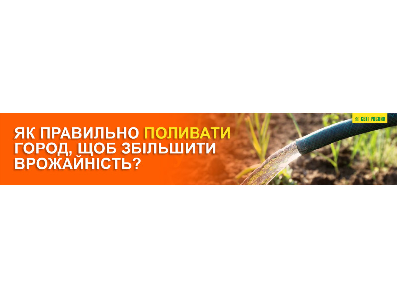 Як правильно поливати город, щоб збільшити врожайність?