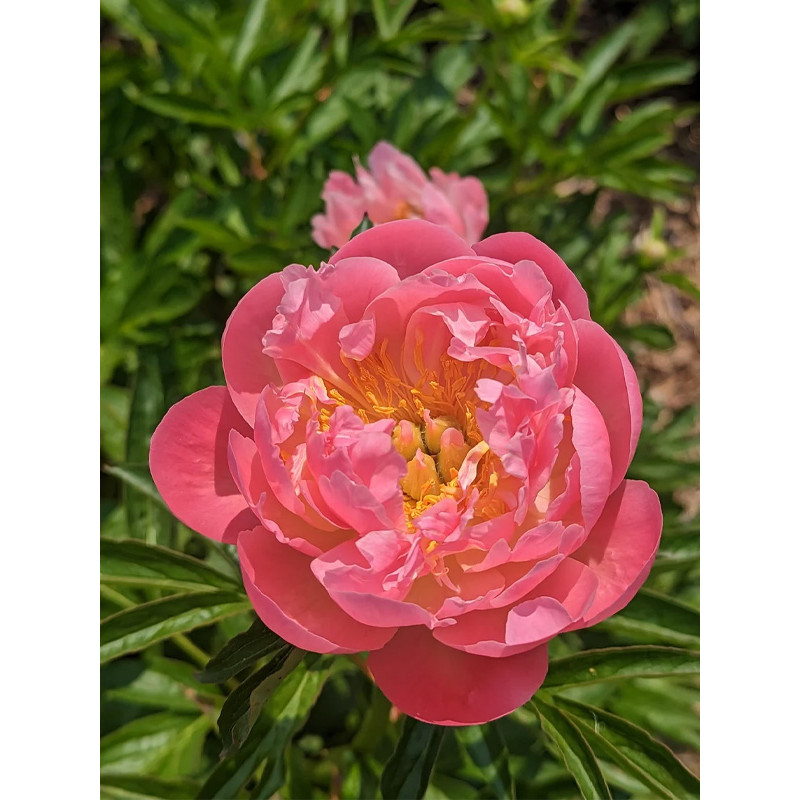 Півонія трав'яниста Pink Hawai Coral (Пінк Гаваї Корал) 2/3 (1 шт)