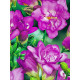 Фрезія Violet повна 5+