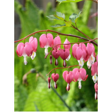 Дицентра Spectabilis 1-2