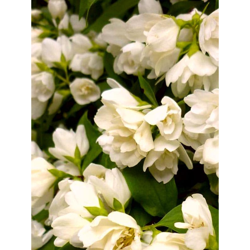 Жасмин Лемоней (Philadelphus Lemoinei)