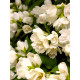 Жасмин Лемоней (Philadelphus Lemoinei)