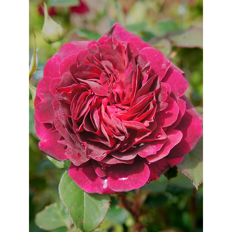Роза английская Манстед Вуд (Munstead Wood) С4