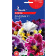Насіння Віола F1 Діадема GL Seeds 0,1 г
