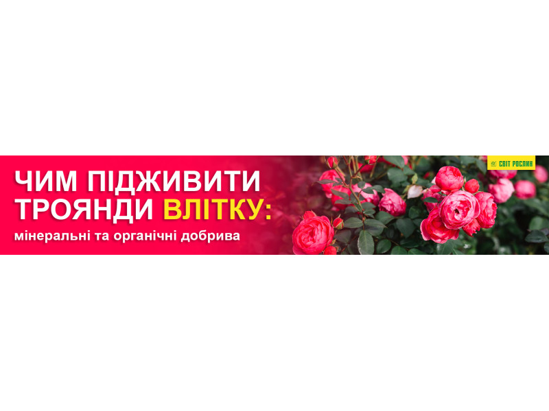Чим підживити троянди влітку: мінеральні та органічні добрива