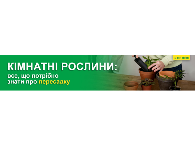 Кімнатні рослини: все, що потрібно знати про пересадку