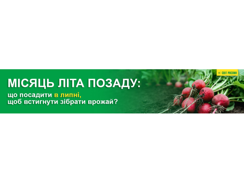 Місяць літа позаду: що посадити в липні, щоб встигнути зібрати врожай?