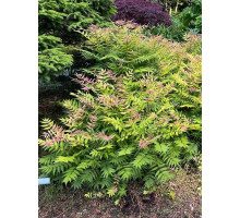 Горобинник горобинолистий Sem C3