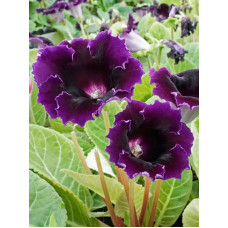 Глоксинія Violacea (Віолацея) 4/5