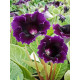 Глоксинія Violacea (Віолацея) 4/5