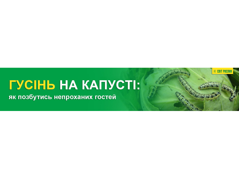 Гусінь на капусті: як позбутись непроханих гостей