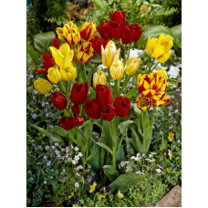 Тюльпан Multi Flowering Mix мультифлора