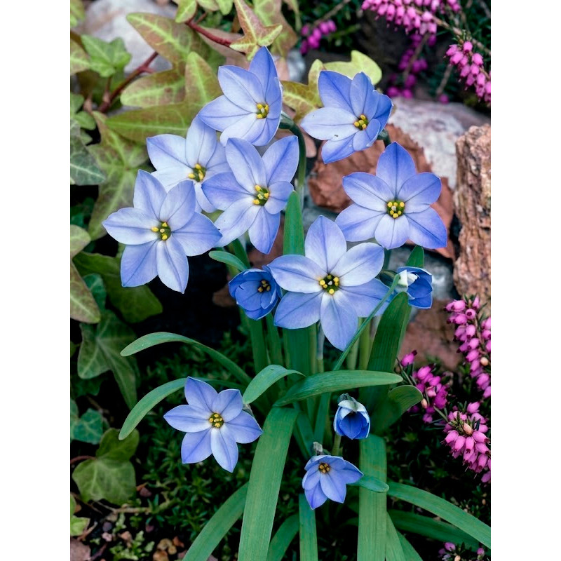 Ифейон Rolf Fiedler 4+