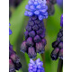Мускарі Latifolium