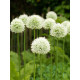 Алліум Hirtifolium Album 18/20