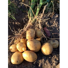 Насіння картоплі Кристел 1 репродукція фракція 35-55 1 кг