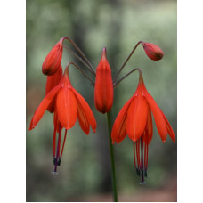 Бессера Elegans 5+
