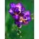 Фрезія Violet повна 5+