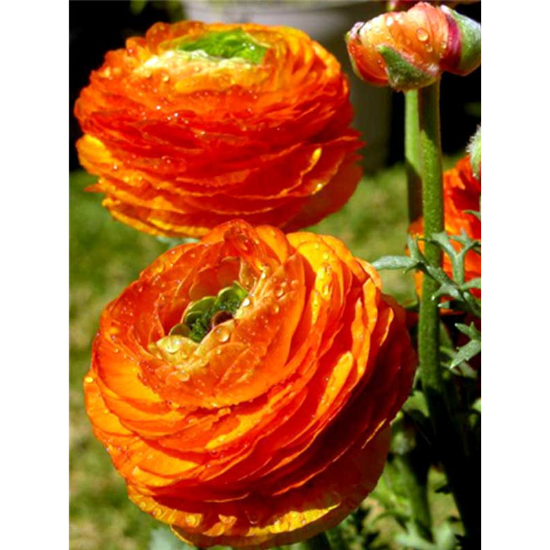 Лютик Orange 5/6