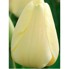 Тюльпан Дарвіна Ivory Floradale (Ivory Floradale)