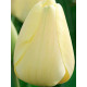Тюльпан Дарвіна Ivory Floradale (Ivory Floradale)