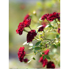 Роза Ред Каскад (Red Cascade) Почвопокровная