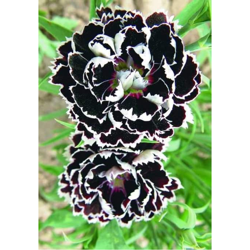 Насіння Гвоздика Чорне і біле GL Seeds 0,1 г