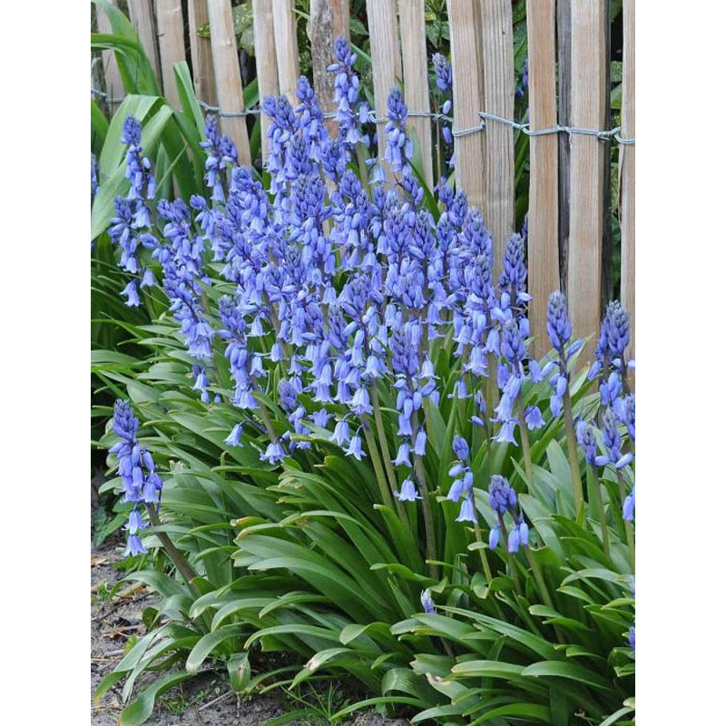 Гіацінтоідес синій Blue