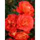Троянда Joli Tambour Кордес