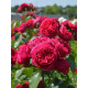 Роза английская парковая Ред Эден Роуз (Red Eden Rose) С4