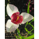 Тигридія Alba Grandiflora (Альба Грандифлора) 5/7