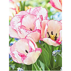 Тюльпан Rosy Bouquet мультифлора