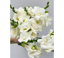 Фрезія White повна 5+